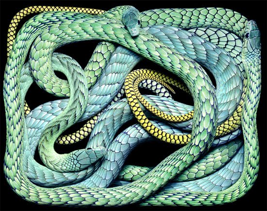 Scopri di più sull'articolo Il Serpente: simbolo del Bene o del Male?