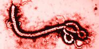 Scopri di più sull'articolo Ebola: di che si tratta veramente? Una riflessione a tutto campo.