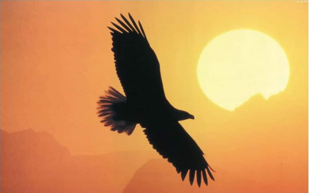 Aquila tramonto reverse