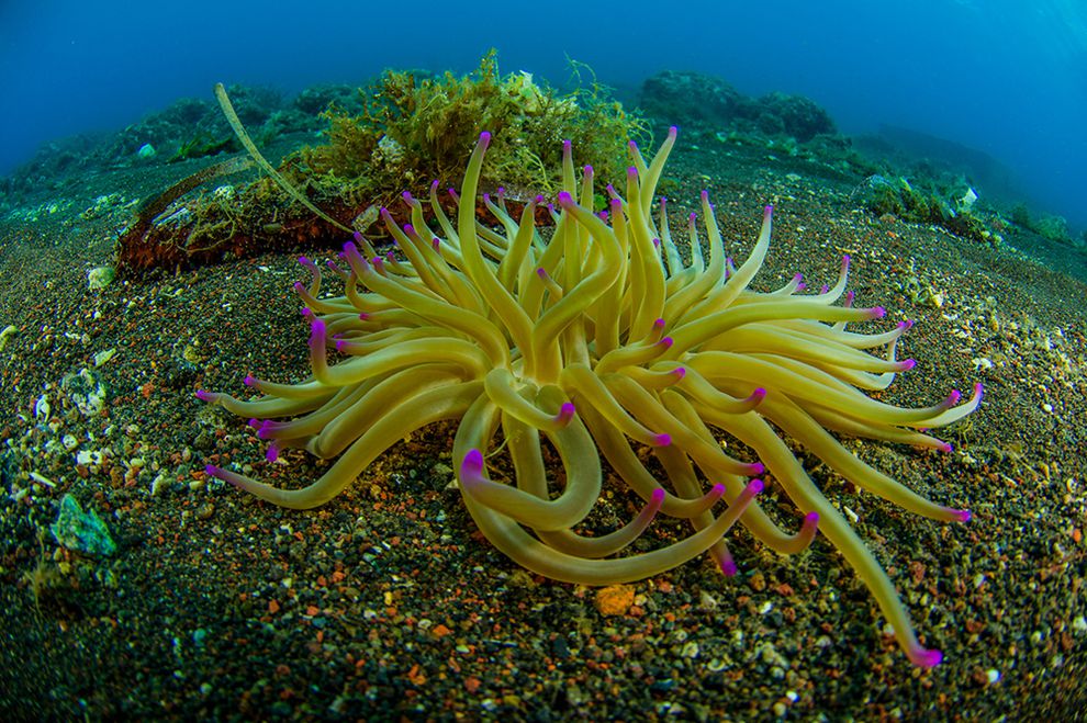 Un anemone dorato ultraterreno (Condylactis aurantiaca) fiorisce nelle acque delle Isole Eolie. (Foto: Juan Cuetos / © OCEANA / flickr)