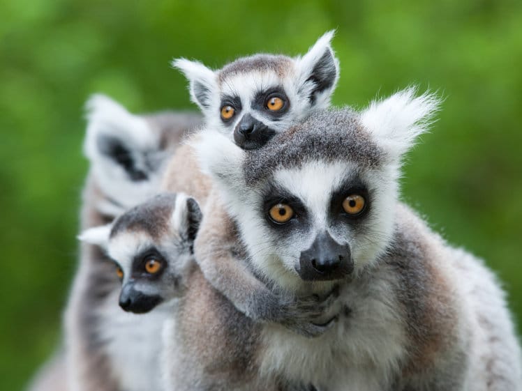 Scopri di più sull'articolo Il 95% dei lemuri a rischio estinzione