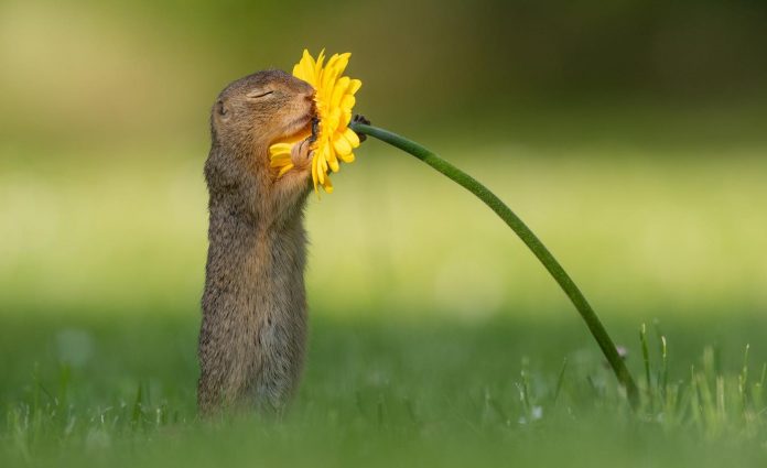 Scopri di più sull'articolo Queste adorabili immagini catturano il momento in cui uno scoiattolo si ferma per annusare alcuni fiori