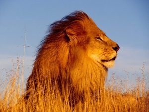 leone coraggio